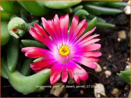 Delosperma 'Jewel of Desert Garnet'