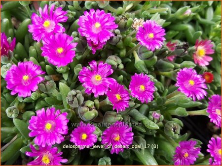 Delosperma &#39;Jewel of Desert Opal&#39;