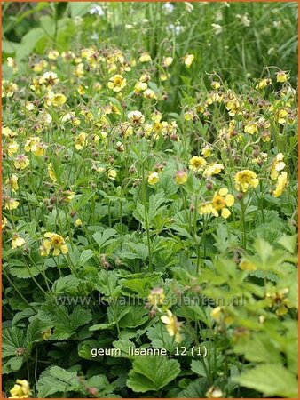 Geum &#39;Lisanne&#39;