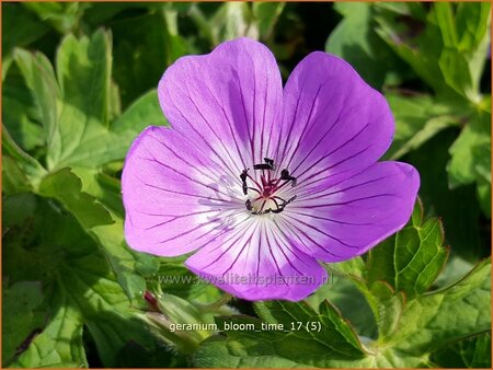 Geranium &#39;Bloom Time&#39;