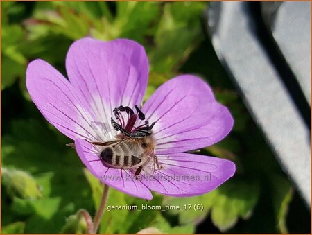 Geranium &#39;Bloom Time&#39;