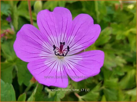 Geranium 'Bloom Time'