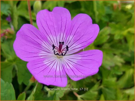 Geranium &#39;Bloom Time&#39;