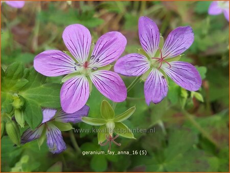 Geranium &#39;Fay Anna&#39;