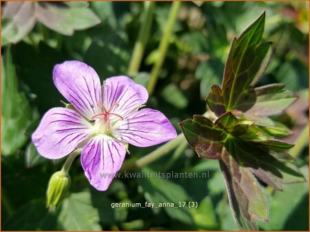 Geranium &#39;Fay Anna&#39;