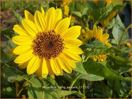 Helianthus 'Flying Saucers'