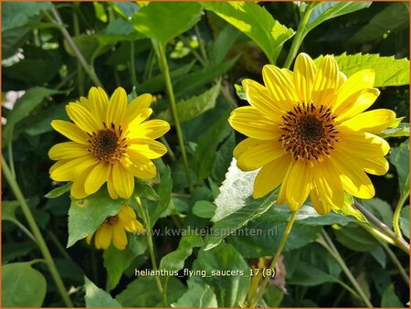 Helianthus 'Flying Saucers'