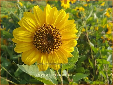 Helianthus 'Flying Saucers'