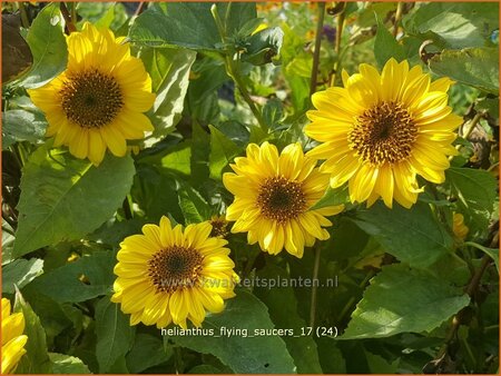 Helianthus 'Flying Saucers'