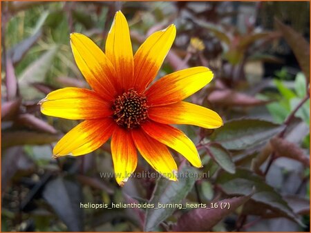 Heliopsis helianthoides 'Burning Hearts'