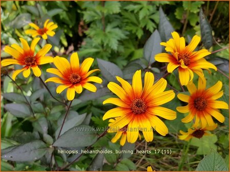 Heliopsis helianthoides 'Burning Hearts'