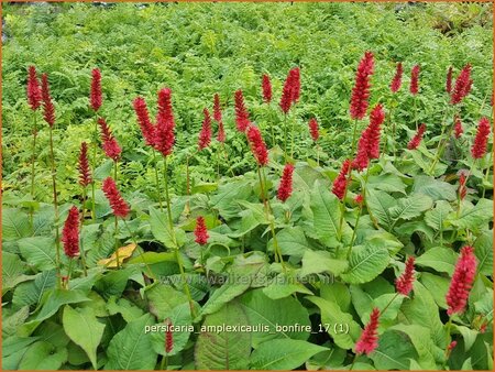 Persicaria amplexicaulis &#39;Bonfire&#39;