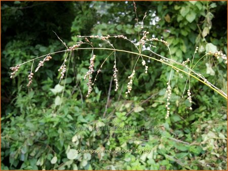 Phaenosperma globosa