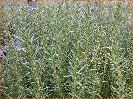 Rosmarinus officinalis &#39;Blaulippe&#39;