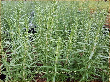 Rosmarinus officinalis &#39;Speedy&#39;