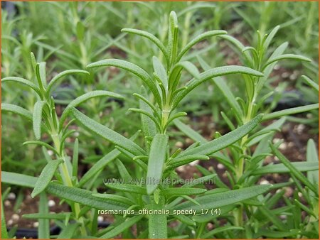 Rosmarinus officinalis &#39;Speedy&#39;