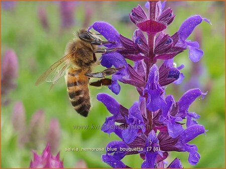 Salvia nemorosa 'Blue Bouquetta'