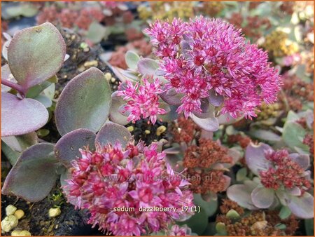 Sedum &#39;Dazzleberry&#39;