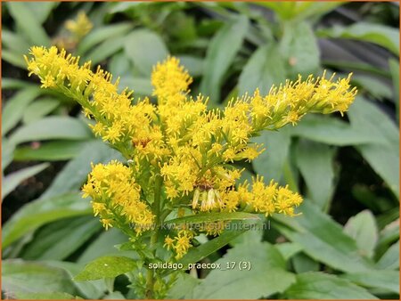 Solidago 'Praecox'