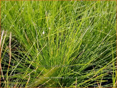 Stipa trichotoma