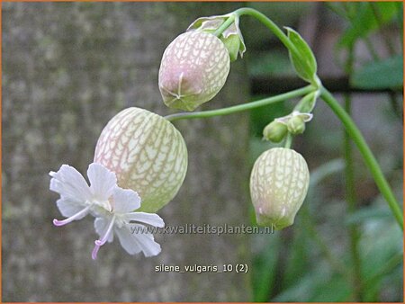 Silene vulgaris