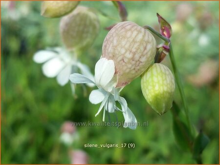 Silene vulgaris