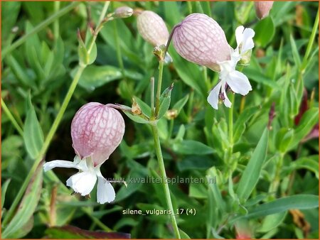 Silene vulgaris