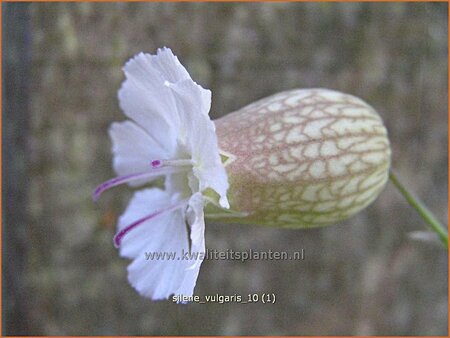 Silene vulgaris