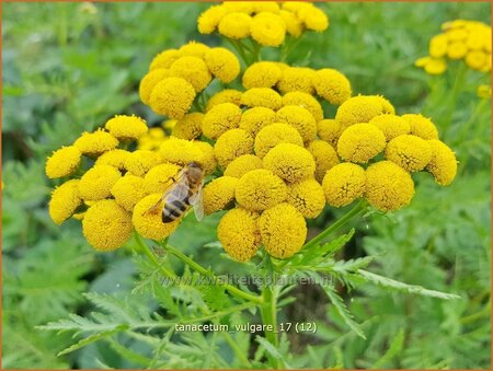 Tanacetum vulgare