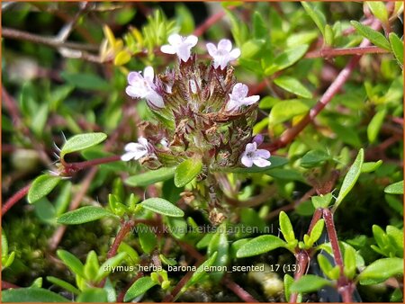Thymus herba-barona &#39;Lemon Scented&#39;