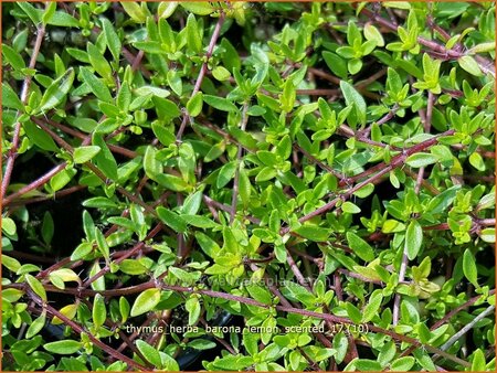 Thymus herba-barona &#39;Lemon Scented&#39;