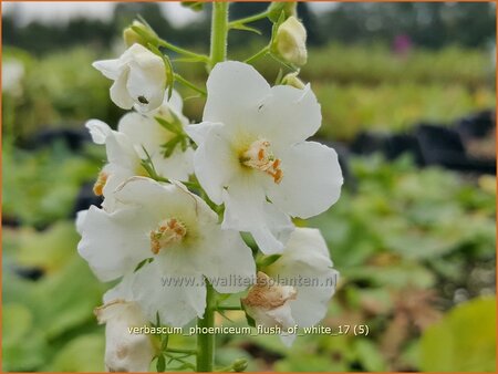 Verbascum phoeniceum &#39;Flush of White&#39;