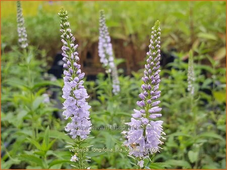 Veronica longifolia 'Lila Karina'