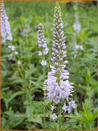 Veronica longifolia 'Lila Karina'