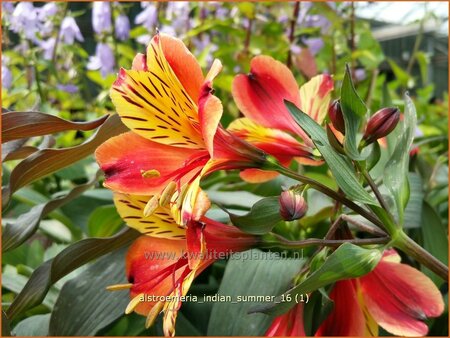 Alstroemeria 'Indian Summer'
