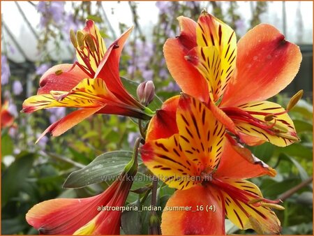 Alstroemeria 'Indian Summer'