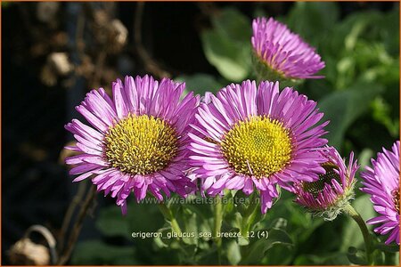 Erigeron glaucus &#39;Sea Breeze&#39;