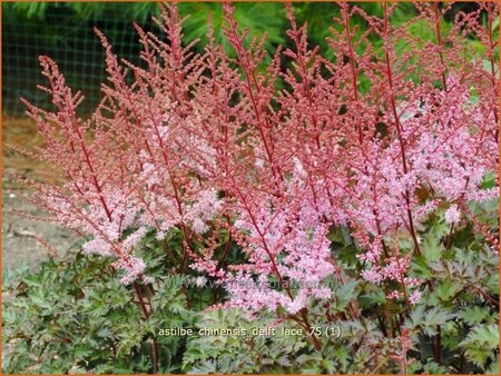 Astilbe 'Delft Lace'
