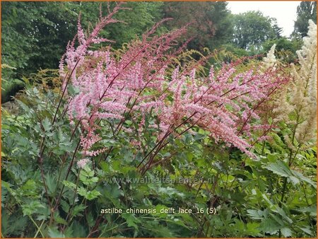 Astilbe 'Delft Lace'