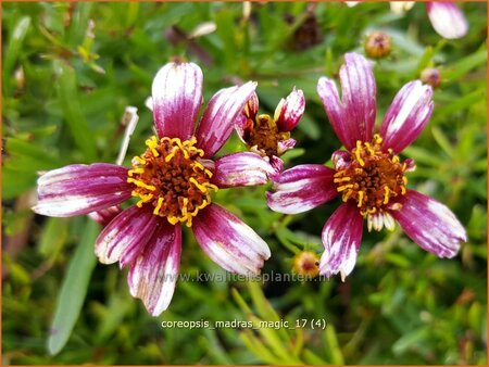 Coreopsis 'Madras Magic'