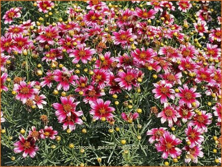 Coreopsis 'Madras Magic'