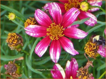 Coreopsis 'Madras Magic'