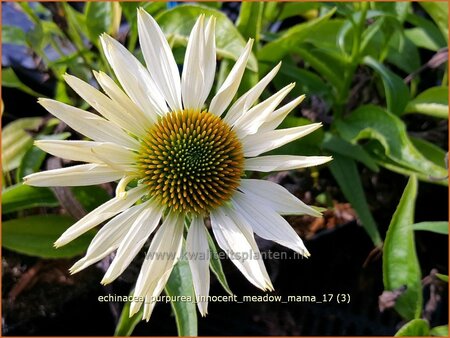 Echinacea purpurea &#39;Innocence Meadow Mama&#39;