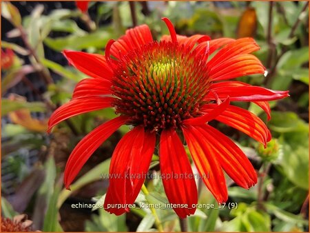 Echinacea purpurea &#39;Kismet Intense Orange&#39;