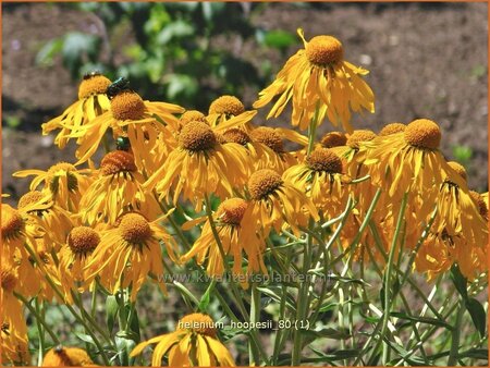 Helenium hoopesii