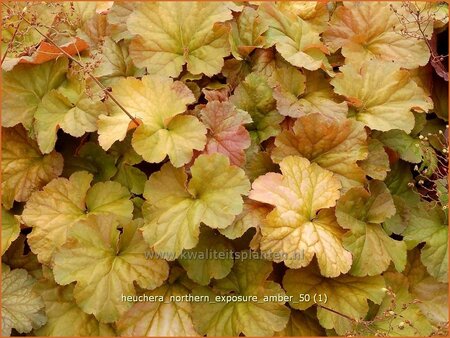 Heuchera &#39;Northern Exposure Amber&#39;