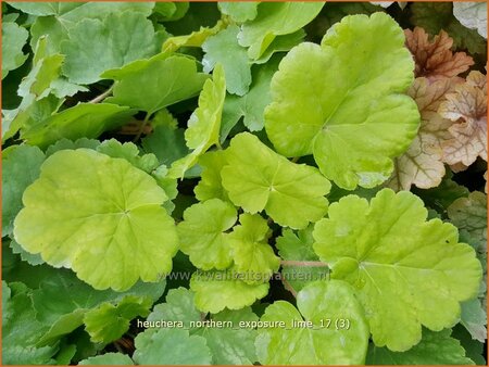 Heuchera &#39;Northern Exposure Lime&#39;