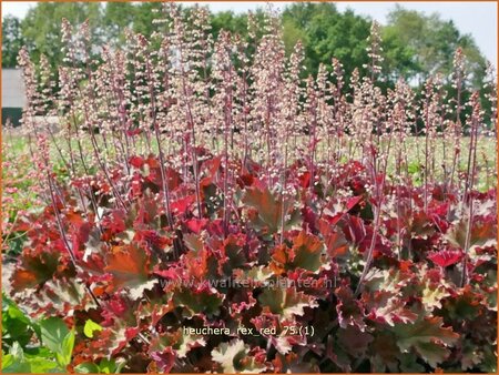 Heuchera &#39;Rex Red&#39;