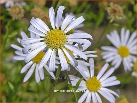 Kalimeris incisa