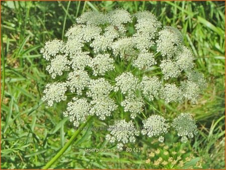 Laserpitium siler